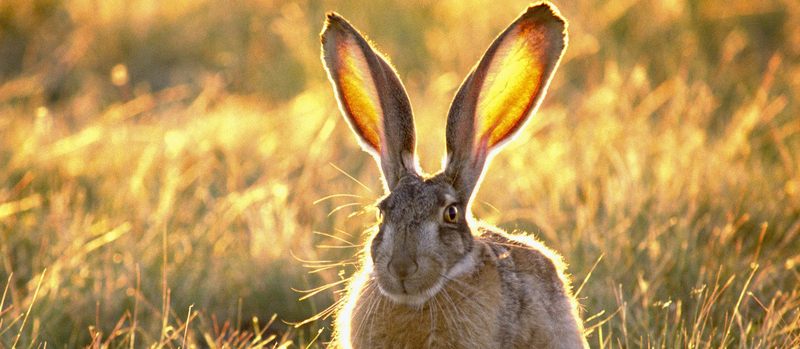 Все о зайцах | ЗооТом - продажа, вязка и услуги для животных в Чебоксарах