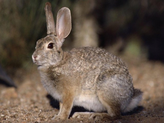 Все о зайцах | ЗооТом - продажа, вязка и услуги для животных в Чебоксарах