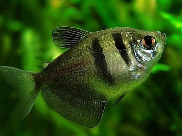 Статьи об аквариумных рыбках в Чебоксарах | ЗооТом портал о животных