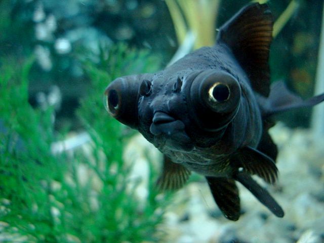 Породы аквариумных рыбок в Чебоксарах | ЗооТом портал о животных