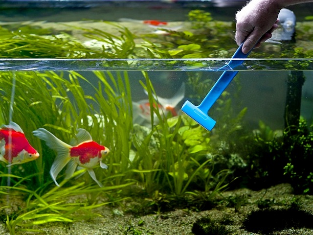 Содержание аквариумных рыбок и уход за ними в Чебоксарах | ЗооТом портал о животных