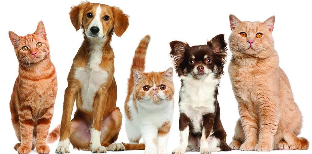 Доска объявлений о животных | ЗооТом - продажа, вязка и услуги для животных в Чебоксарах