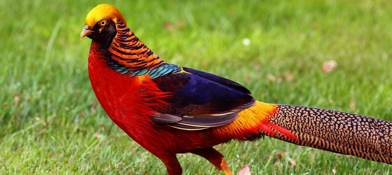 Все о фазанах в Чебоксарах | ЗооТом портал о животных
