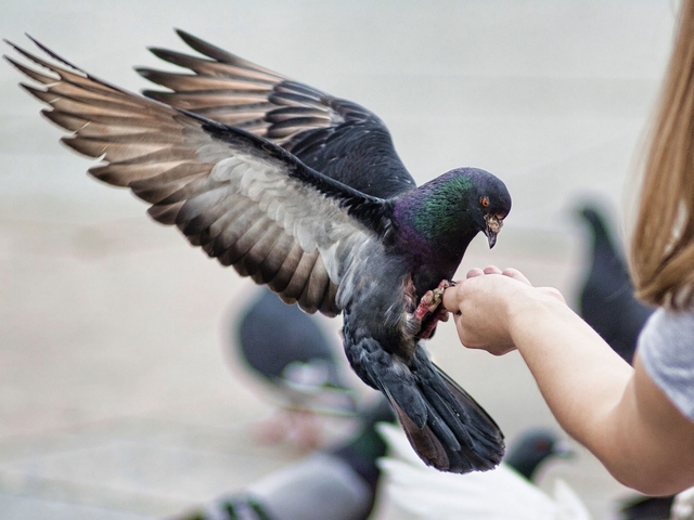 Все о голубях | ЗооТом - продажа, вязка и услуги для животных в Чебоксарах