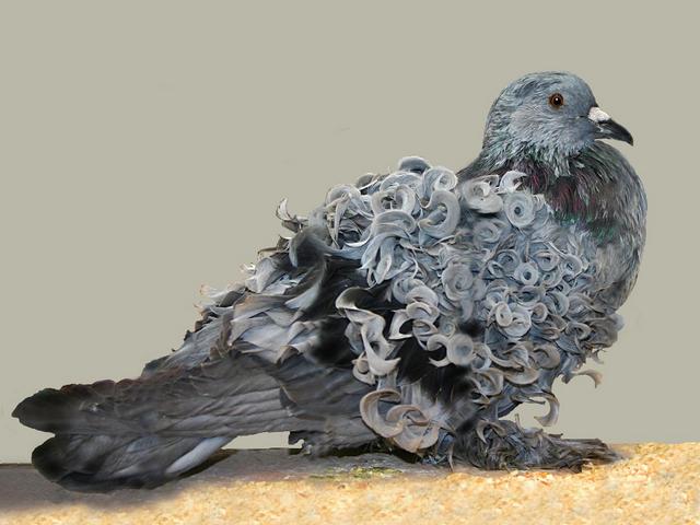 Породы голубей | ЗооТом - продажа, вязка и услуги для животных в Чебоксарах
