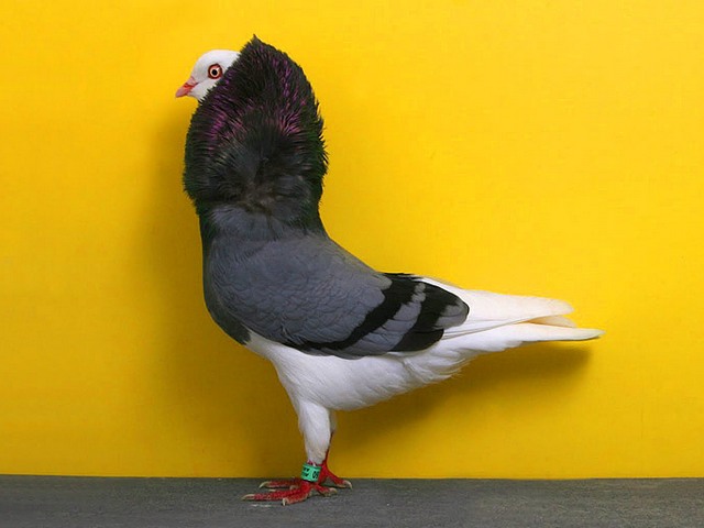 Породы голубей | ЗооТом - продажа, вязка и услуги для животных в Чебоксарах