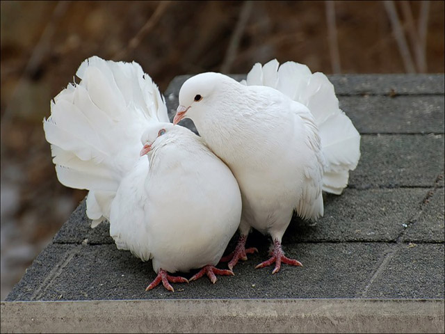 Содержание голубей и уход за ними в Чебоксарах