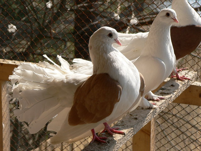 Содержание голубей и уход за ними в Чебоксарах