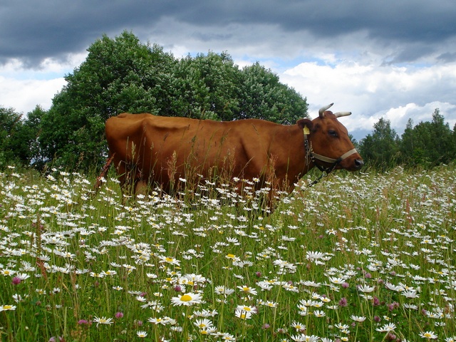 Все о коровах в Чебоксарах | ЗооТом портал о животных