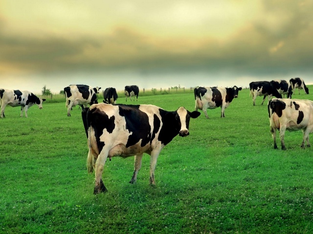 Содержание коров и уход за ними в Чебоксарах | ЗооТом портал о животных