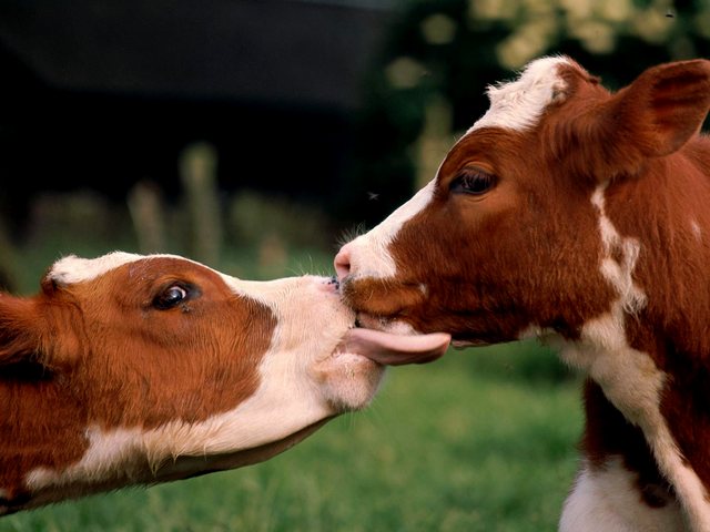 Статьи о коровах в Чебоксарах | ЗооТом портал о животных
