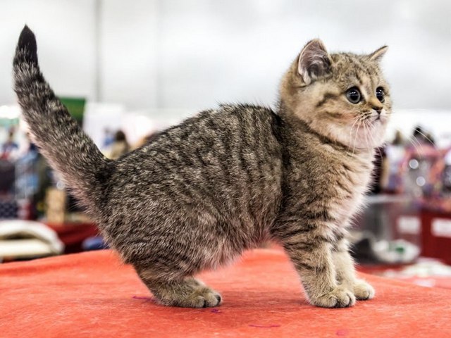 Породы кошек в Чебоксарах | ЗооТом портал о животных