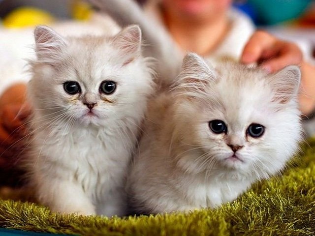 Породы кошек в Чебоксарах | ЗооТом портал о животных