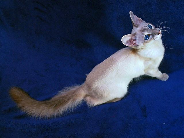 Выведенные породы кошек в Чебоксарах | ЗооТом портал о животных