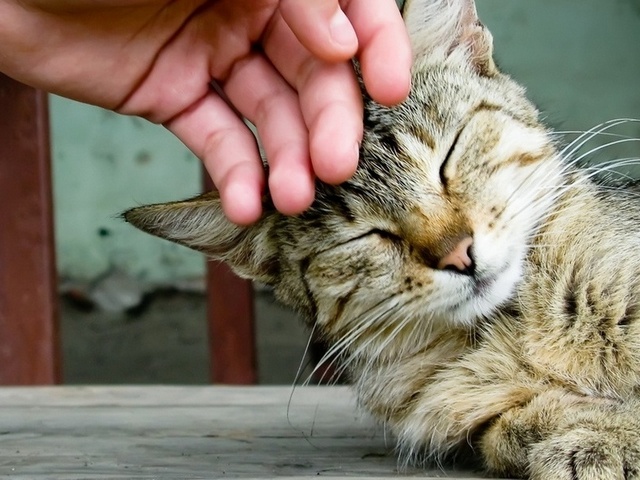 Интересные статьи о кошках в Чебоксарах | ЗооТом портал о животных