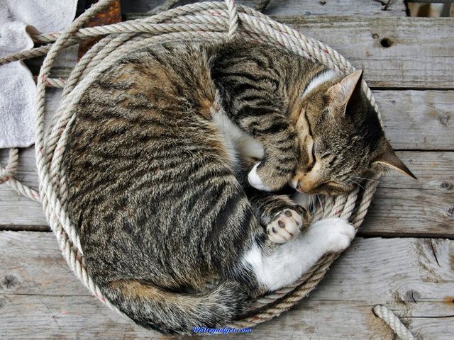 Все о кошках в Чебоксарах | ЗооТом портал о животных