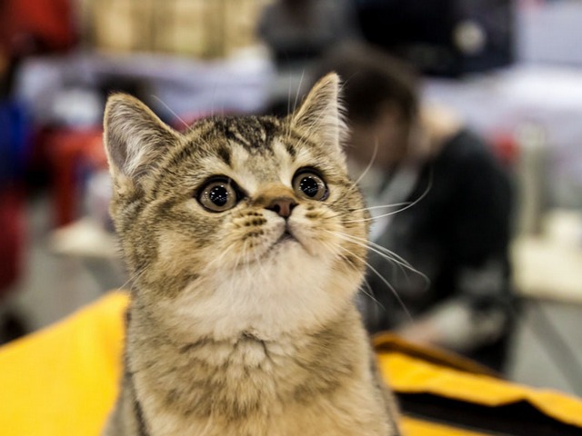 Выставки кошек в Чебоксарах | ЗооТом портал о животных