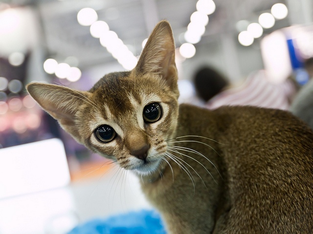 Выставки кошек в Чебоксарах | ЗооТом портал о животных