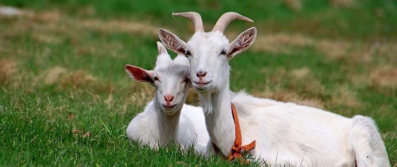 Все о козах в Чебоксарах | ЗооТом портал о животных