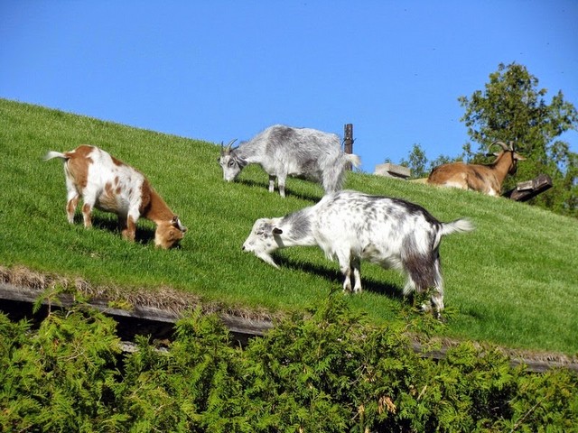 Все о козах в Чебоксарах | ЗооТом портал о животных