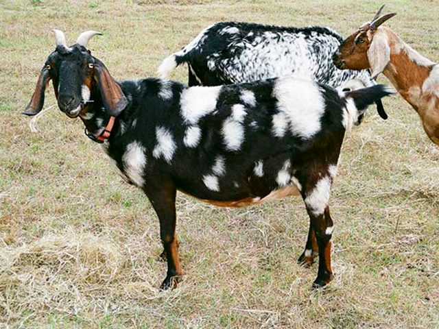 Породы коз в Чебоксарах | ЗооТом портал о животных