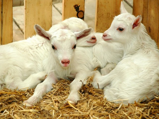 Содержание коз и уход за ними в Чебоксарах | ЗооТом портал о животных