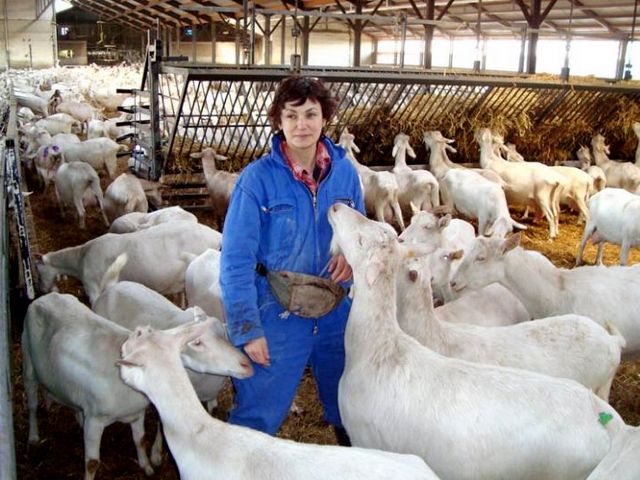 Содержание коз и уход за ними в Чебоксарах | ЗооТом портал о животных