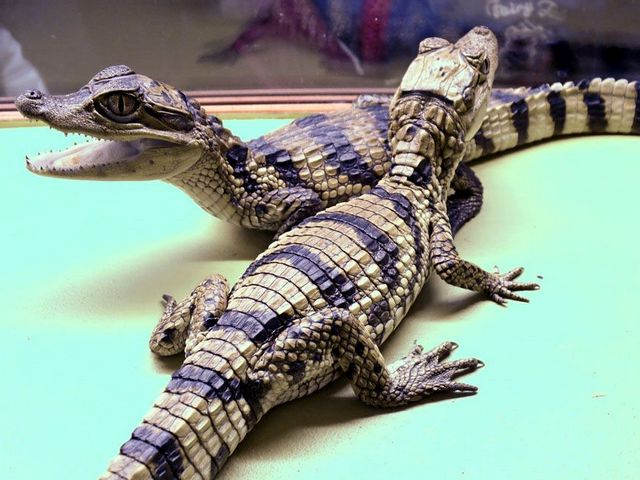 Все о крокодилах в Чебоксарах | ЗооТом портал о животных