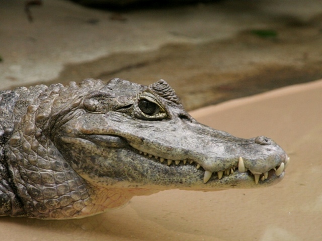 Все о крокодилах в Чебоксарах | ЗооТом портал о животных