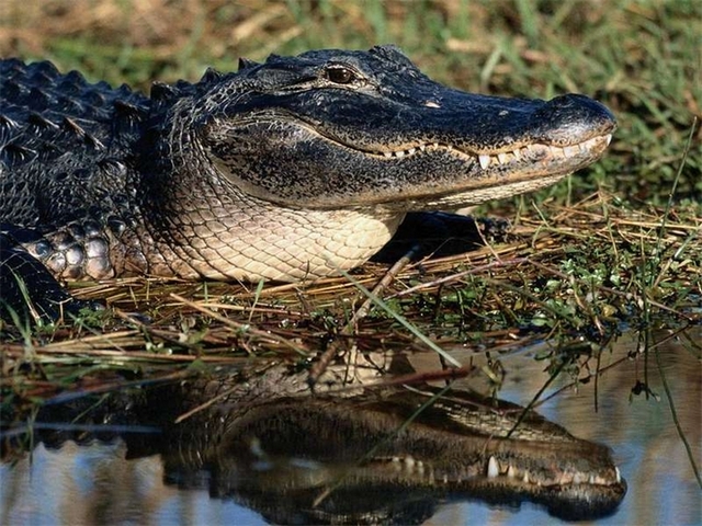 Породы крокодилов в Чебоксарах | ЗооТом портал о животных