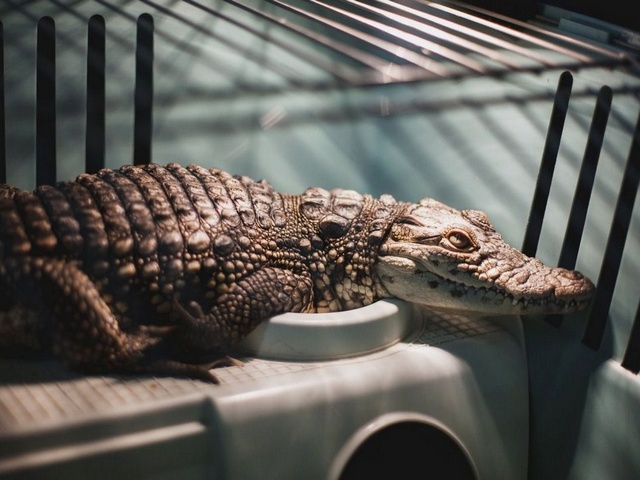 Содержание крокодилов и уход за ними в Чебоксарах | ЗооТом портал о животных