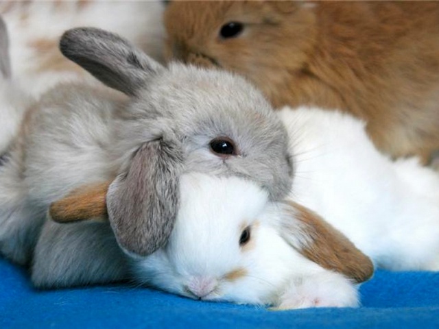Статьи о кроликах в Чебоксарах | ЗооТом портал о животных