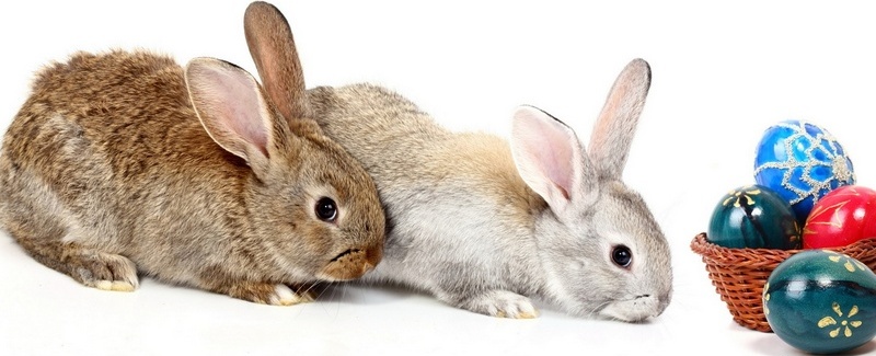 Все о кроликах в Чебоксарах | ЗооТом портал о животных