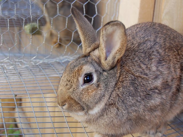 Содержание кроликов и уход за ними в Чебоксарах | ЗооТом портал о животных