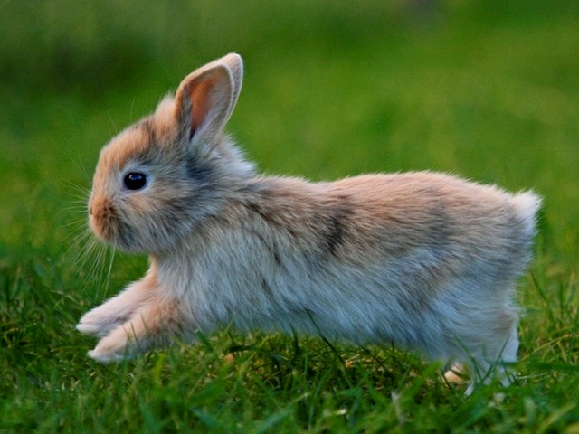 Статьи о кроликах в Чебоксарах | ЗооТом портал о животных