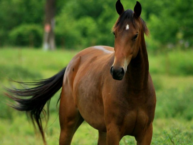 Содержание лошадей и уход за ними в Чебоксарах | ЗооТом портал о животных