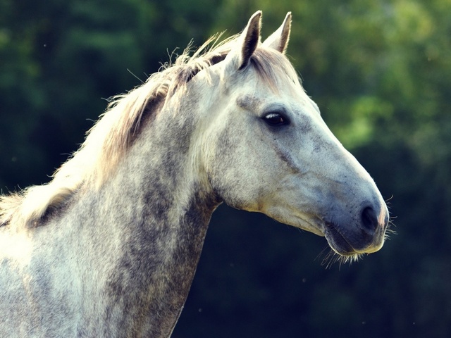 Уход за лошадьми в Чебоксарах | ЗооТом портал о животных