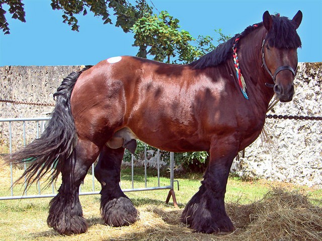 Породы лошадей в Чебоксарах | ЗооТом портал о животных