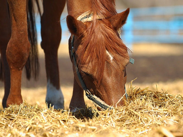 Содержание лошадей в Чебоксарах | ЗооТом портал о животных