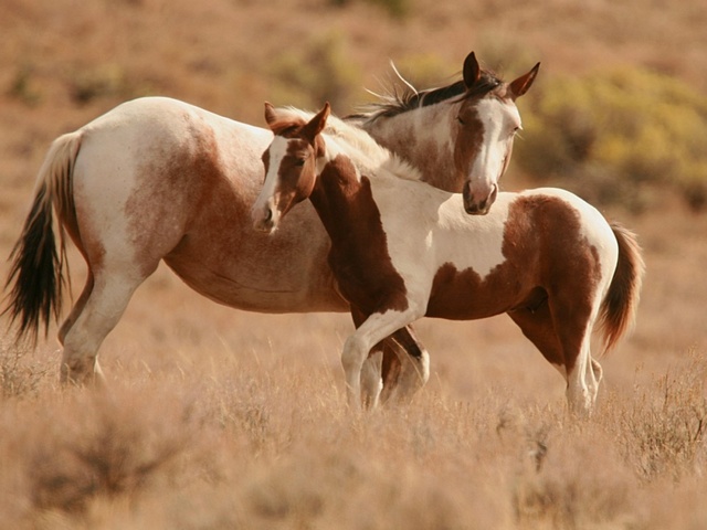 Интересные факты лошадях в Чебоксарах | ЗооТом портал о животных