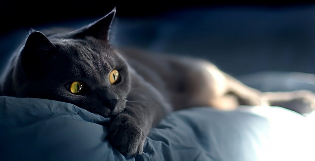 Объявления о кошках | ЗооТом - продажа, вязка и услуги для животных в Чебоксарах