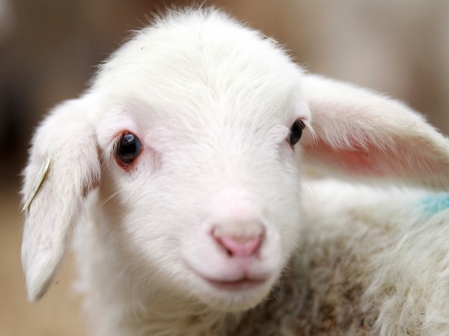 Овцы и бараны в Чебоксарах | ЗооТом портал о животных