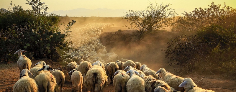 Все об овцах в Чебоксарах | ЗооТом портал о животных