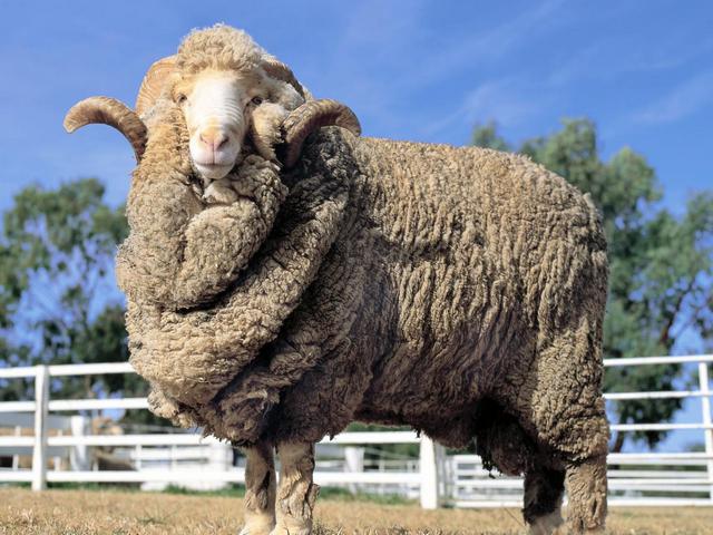 Породы овец в Чебоксарах | ЗооТом портал о животных