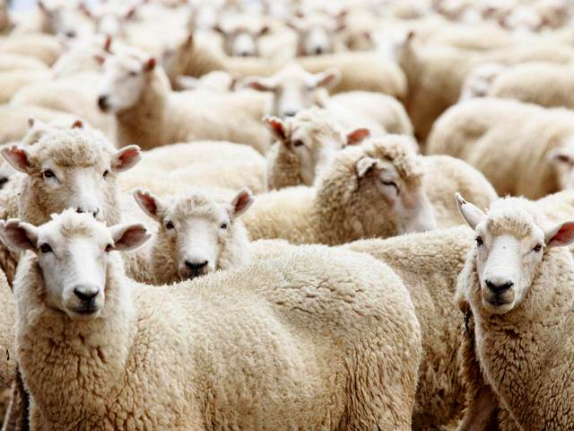 Породы овец в Чебоксарах | ЗооТом портал о животных