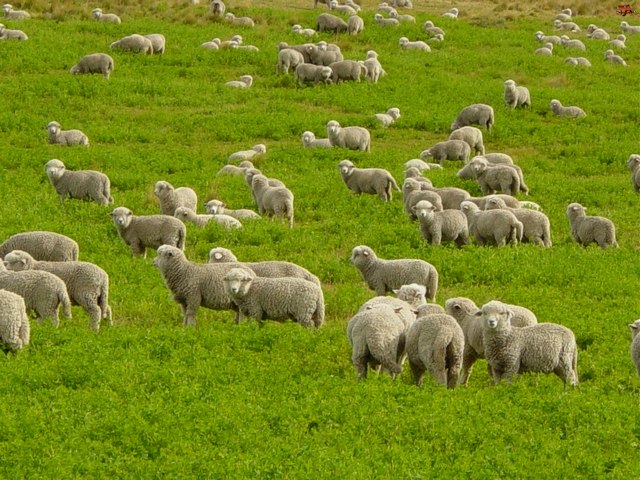 Содержание овец и уход за ними в Чебоксарах | ЗооТом портал о животных