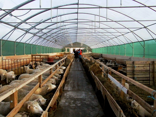 Содержание овец и уход за ними в Чебоксарах | ЗооТом портал о животных