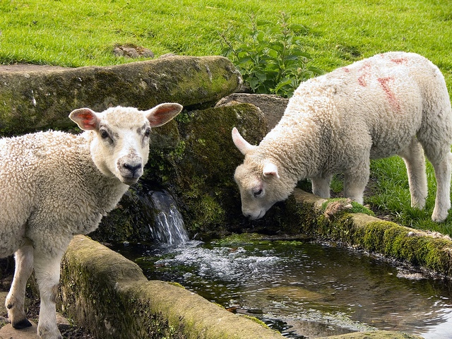 Статьи об овцах в Чебоксарах | ЗооТом портал о животных