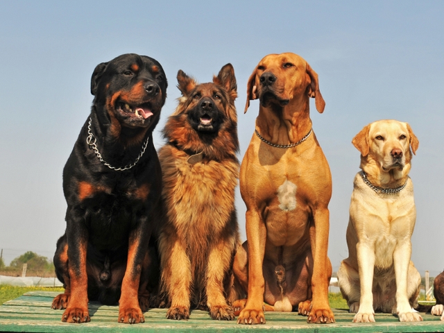 Крупные породы собак в Чебоксарах | ЗооТом портал о животных