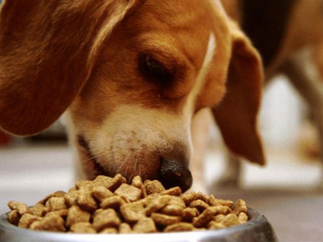 Содержание собаки в Чебоксарах | ЗооТом портал о животных